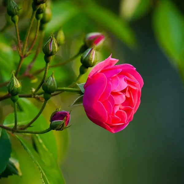 Pink Rose Grade A 60cm