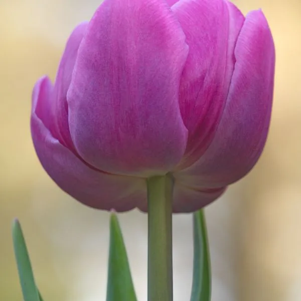 Pink Tulip Grade A 50cm