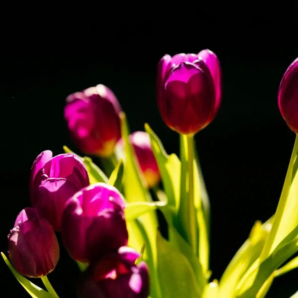 Purple Tulip Grade A 50cm