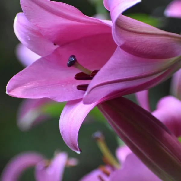 Purple Lily Grade A 60cm