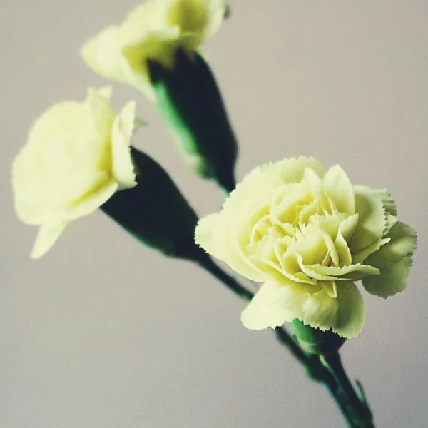 Yellow Carnation Grade A 45cm