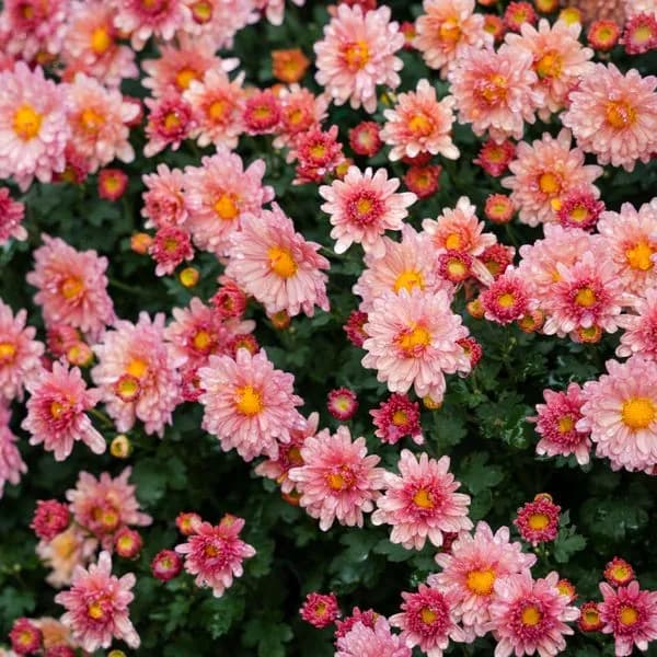 เบญจมาศชมพู เกรด A ก้านยาว 50 ซม.