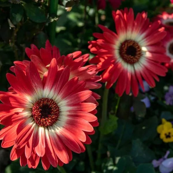 Red Gerbera Grade A 45cm